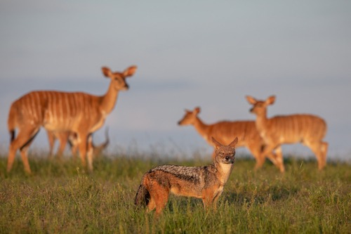 Black backed jackal with nyala ewes in the background Black backed jackal with nyala ewes in the background